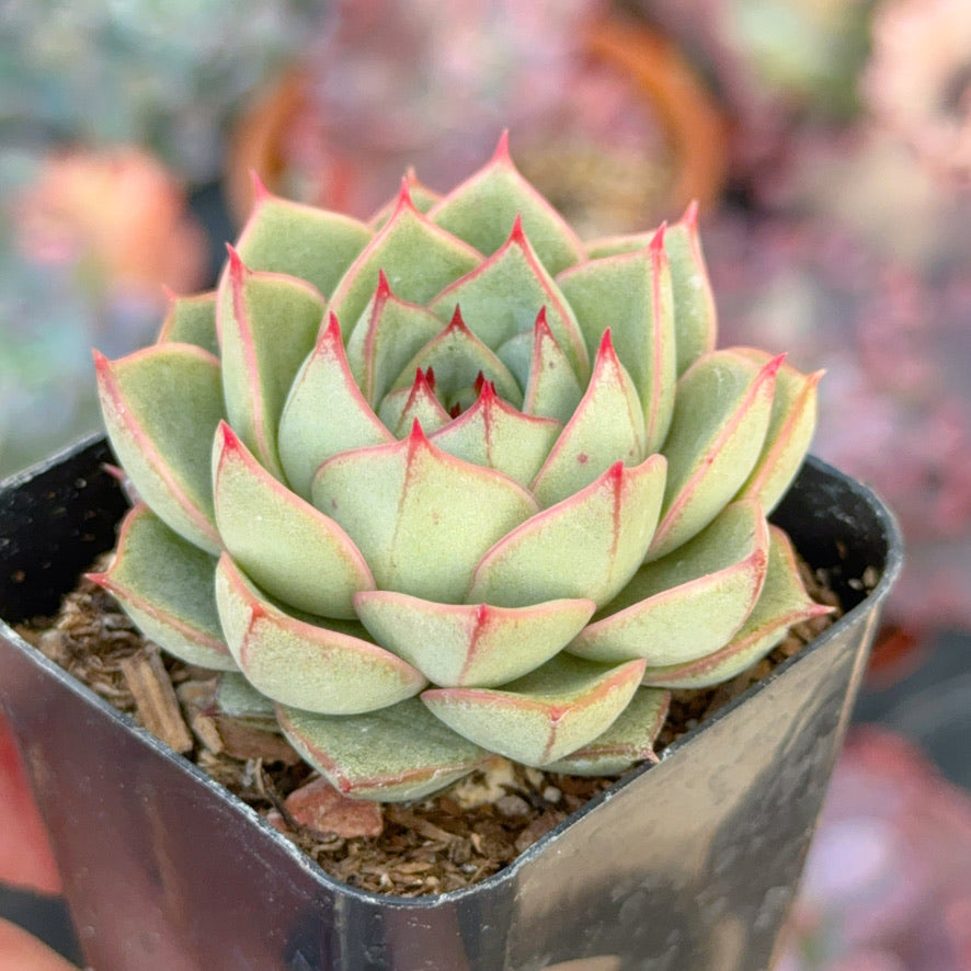 Echeveria Fabiola Succulent Plant