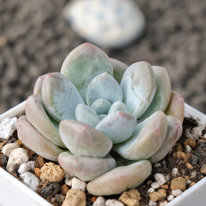 Graptoveria Amaria Korean Succulent Plant