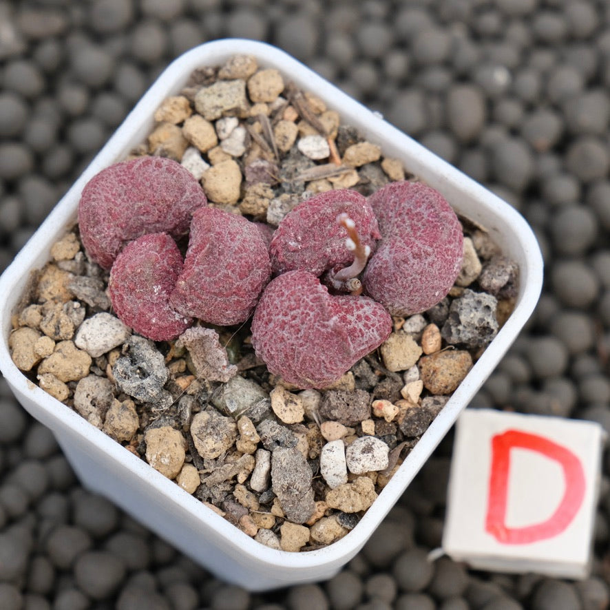 Adromischus Eve Imported Succulent Plant