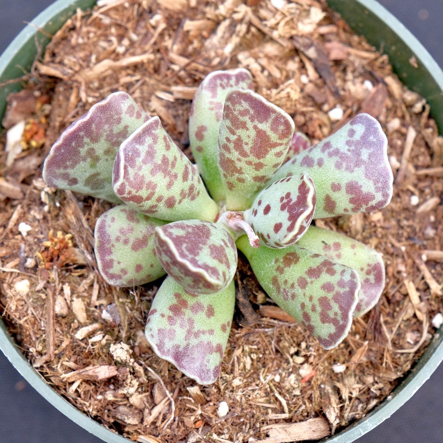 Adromischus cooperi Succulent Plant