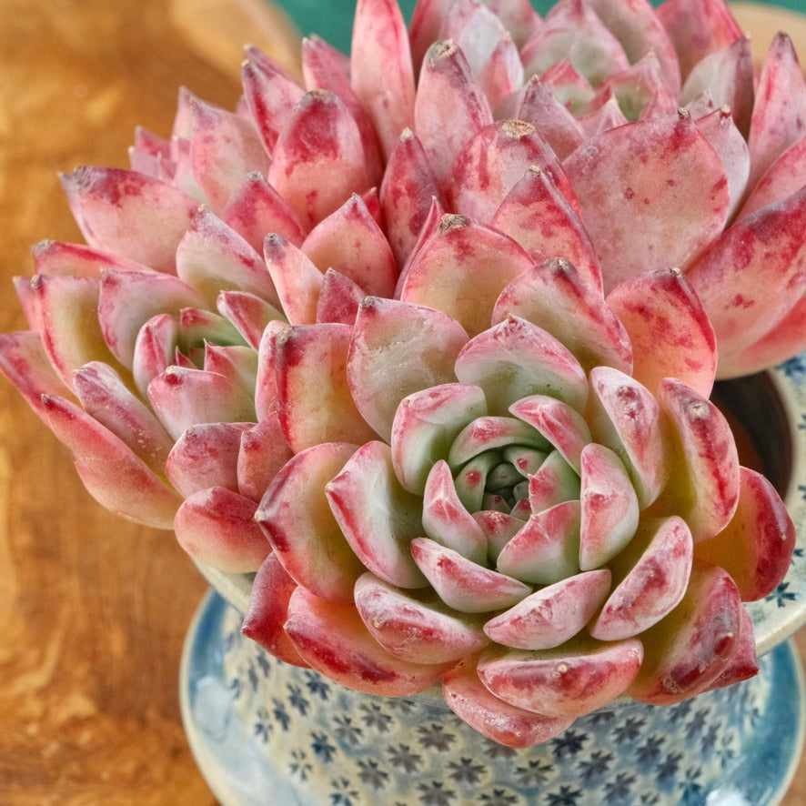 Big Echeveria Ratam cluster Imported Succulent Plant