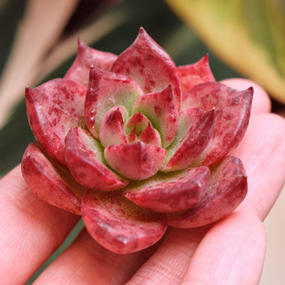 Echeveria Strawberry Korean Succulent Plant *New*