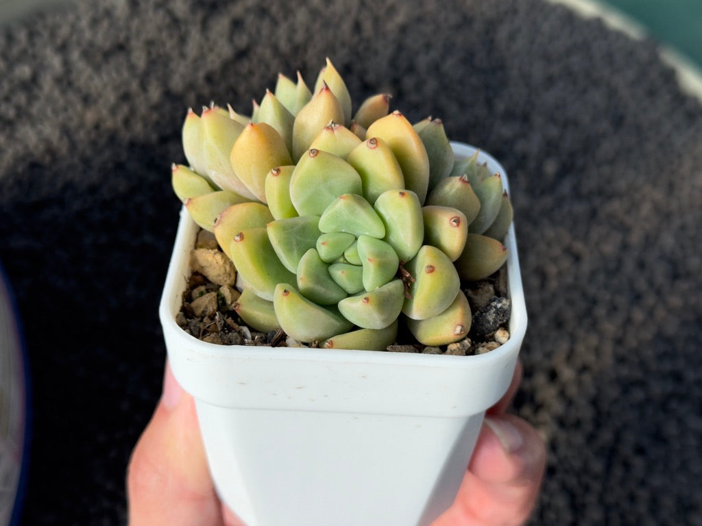 Echeveria Pinkin Korean Succulent Plant Mam &amp; Sister Hybrid