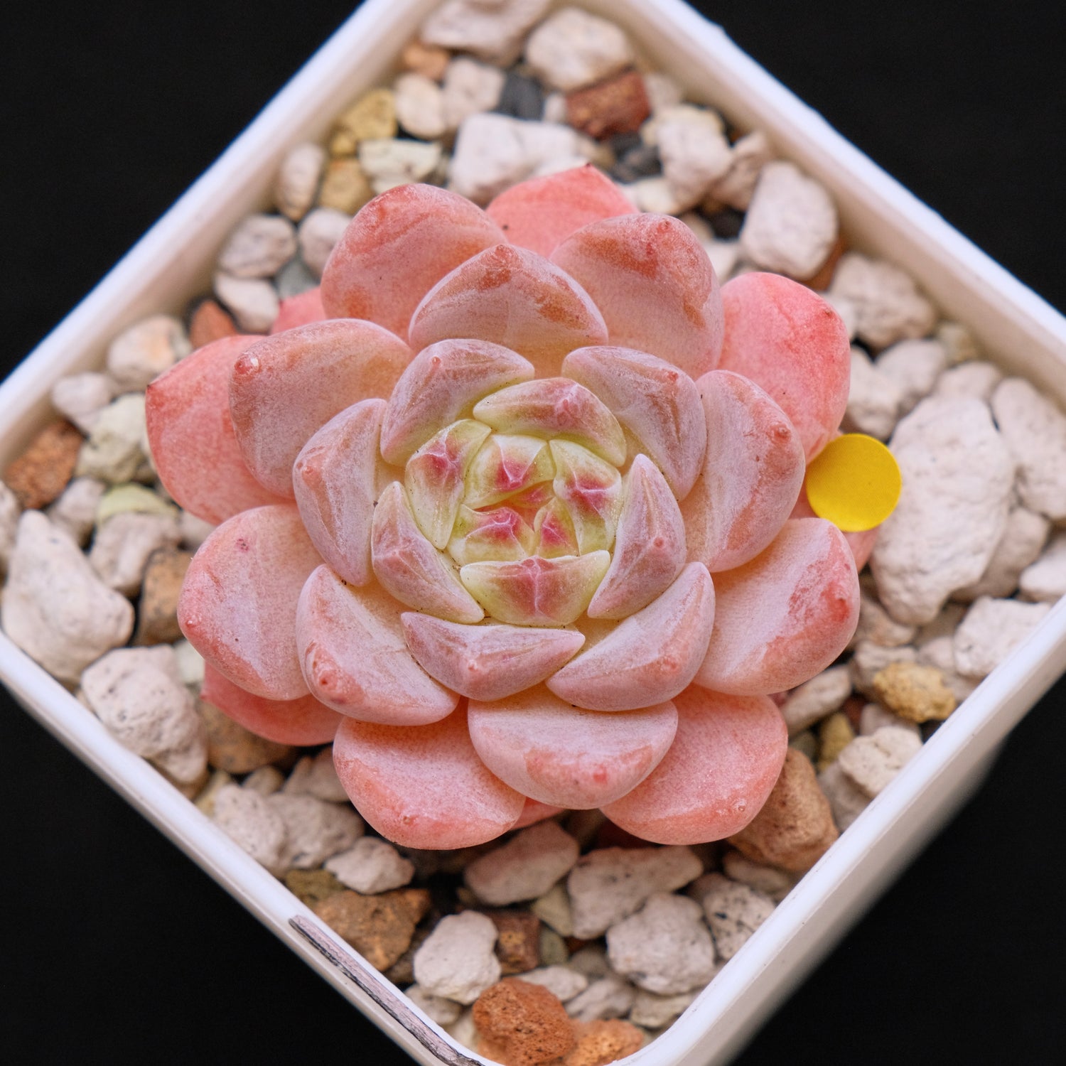 Echeveria Rosé Imported Succulent Plant *New* 月牙杂