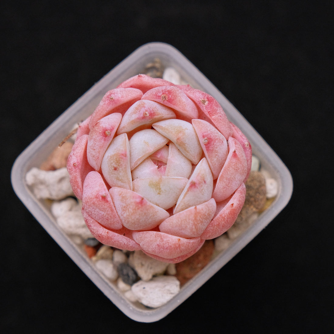 Echeveria Strawberry Jam (Small) Imported Succulent Plant *New* 草莓果酱