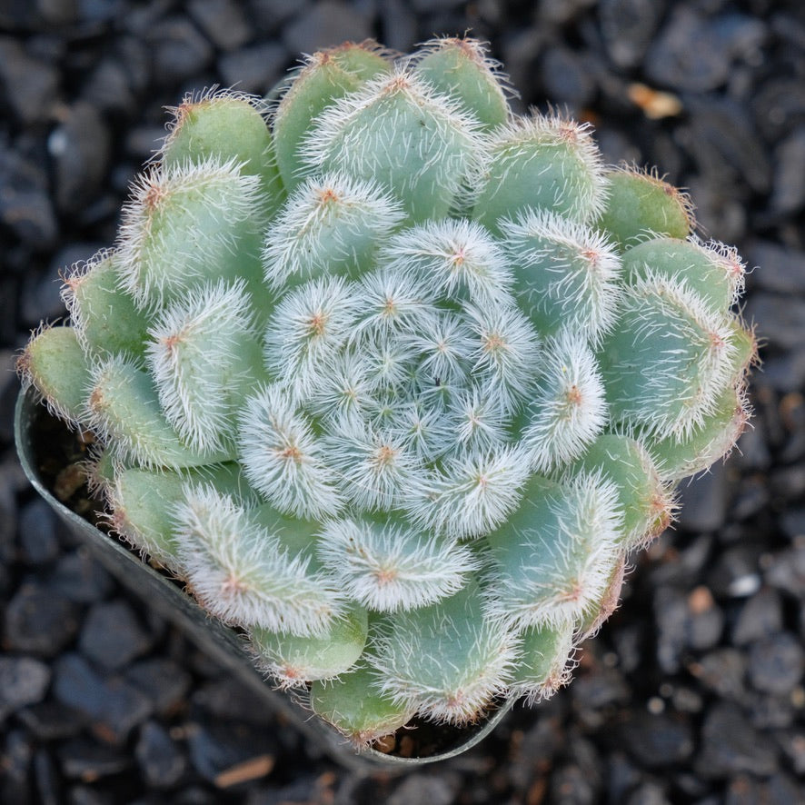 Echeveria setosa Succulent Plant