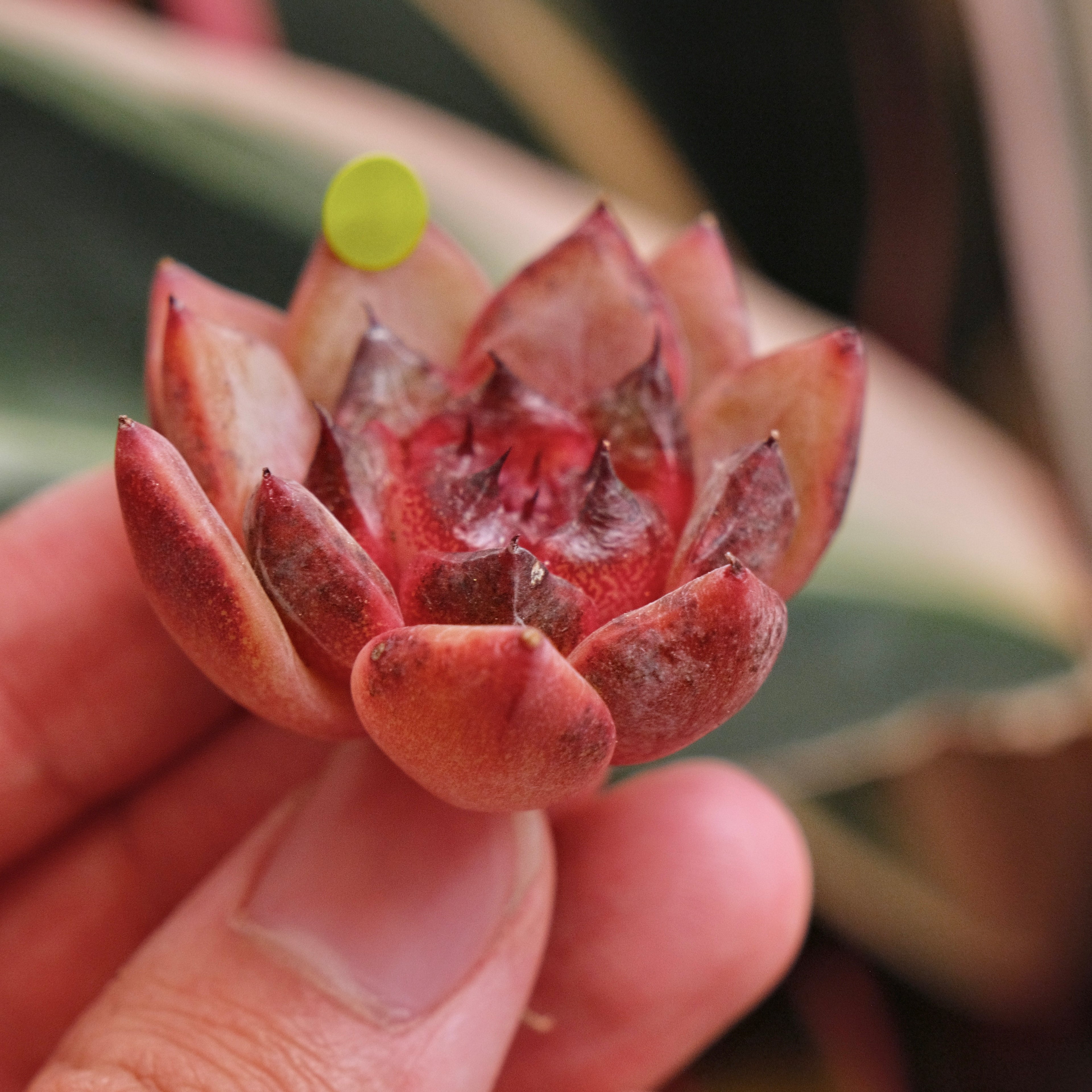 Echeveria Blood Cherry Korean Succulent Plant *New*