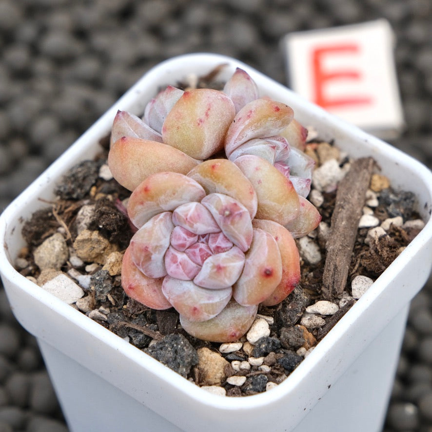 Echeveria Hoshikage Imported Succulent Plant