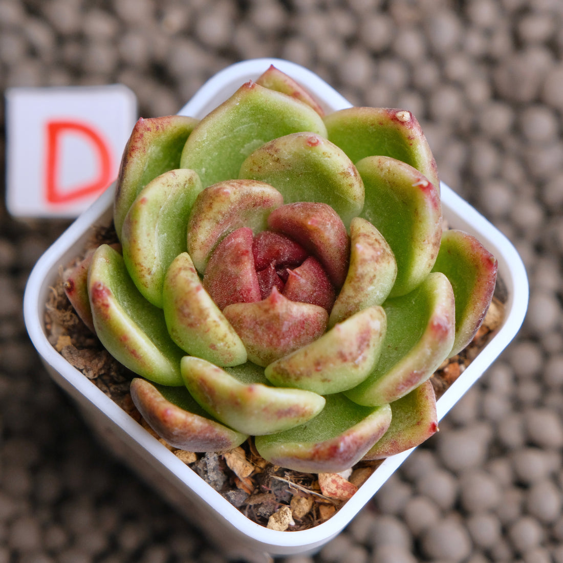 Echeveria Dark Edge Korean Succulent Plant - D