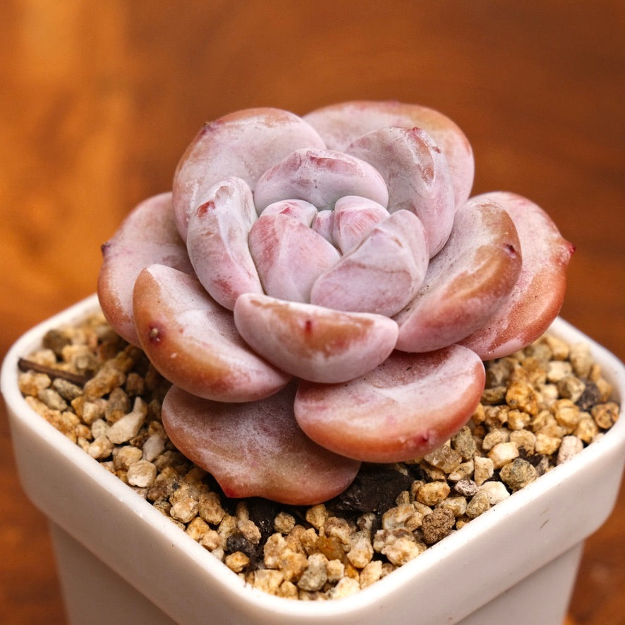 Echeveria Snow White Imported Succulent Plant