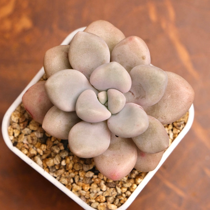 Graptopetalum Ellen Imported Succulent Plant