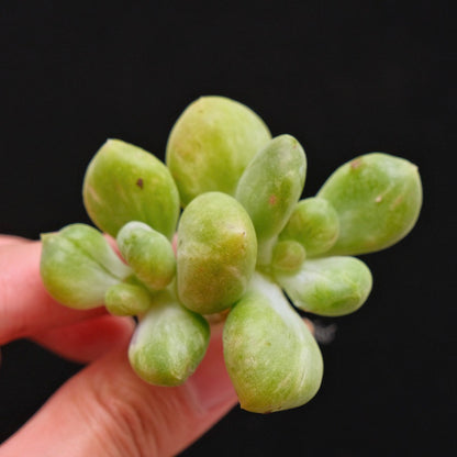 Monstrose Pachyphytum fittkaui Korean Succulent Plant