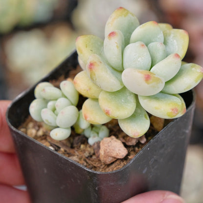 Sedum clavatum Succulent Plant