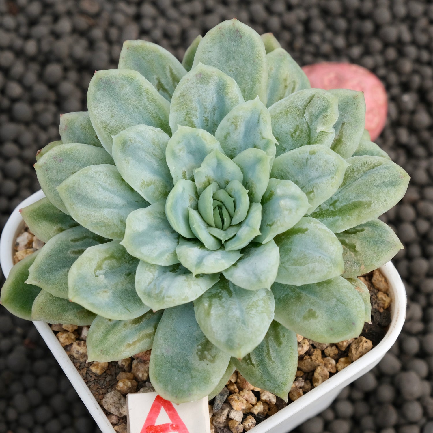 Big Echeveria Bubble Rose Imported Succulent Plant