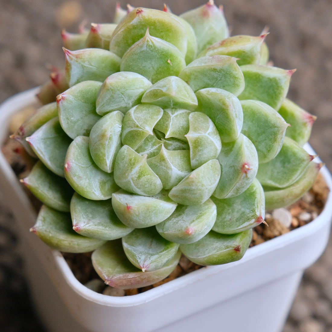 Echeveria Ice Diamond double Korean Succulent Plant