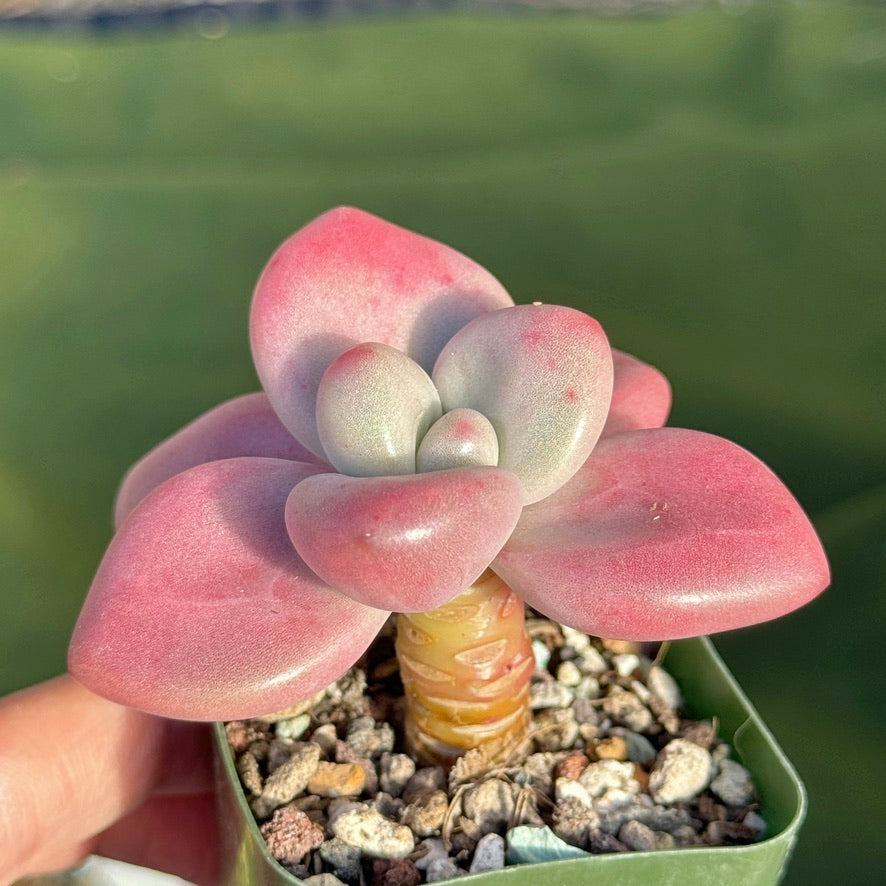 Graptoveria Diamante Rosa Korean Succulent Plant