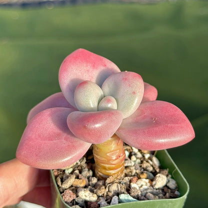 Graptoveria Diamante Rosa Korean Succulent Plant