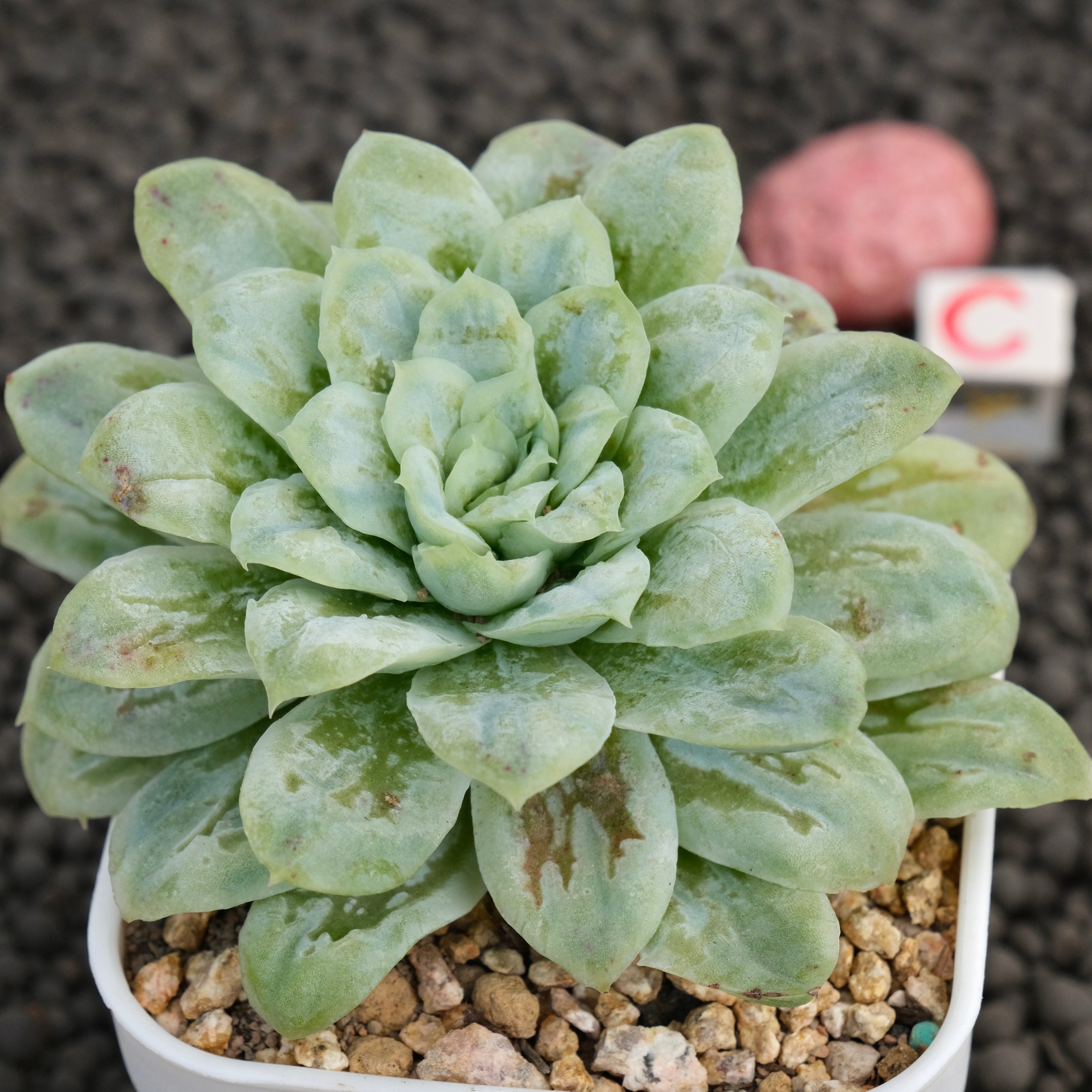 Big Echeveria Bubble Rose Imported Succulent Plant