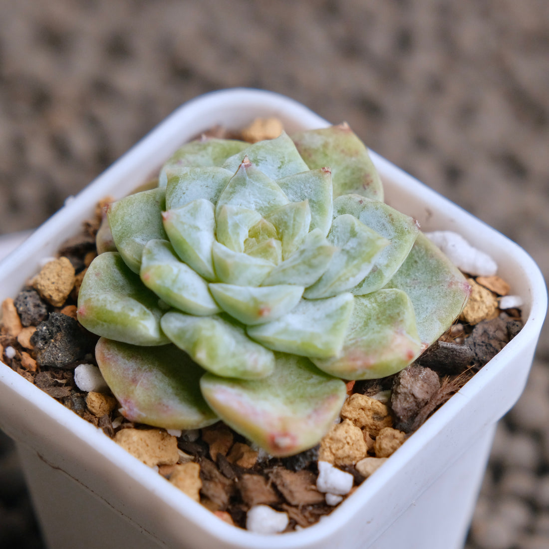 Echeveria Icy Snow (Monstrose) Imported Succulent Plant - C