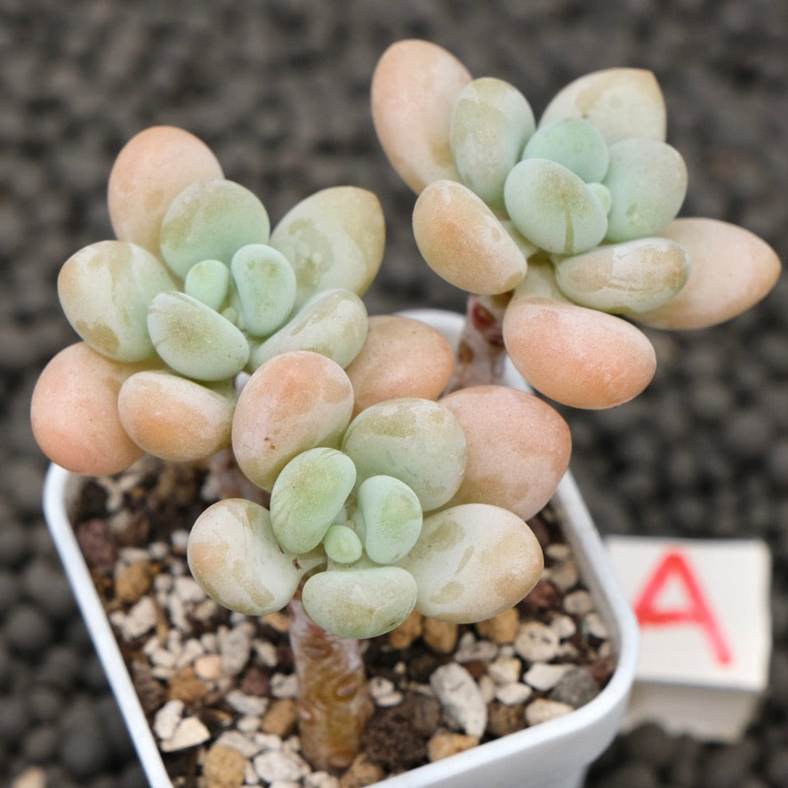 Graptosedum Jelly Finger Imported Succulent Plant