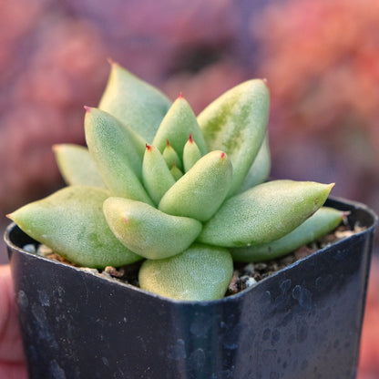 Echeveria agavoides Morgain Succulent Plant