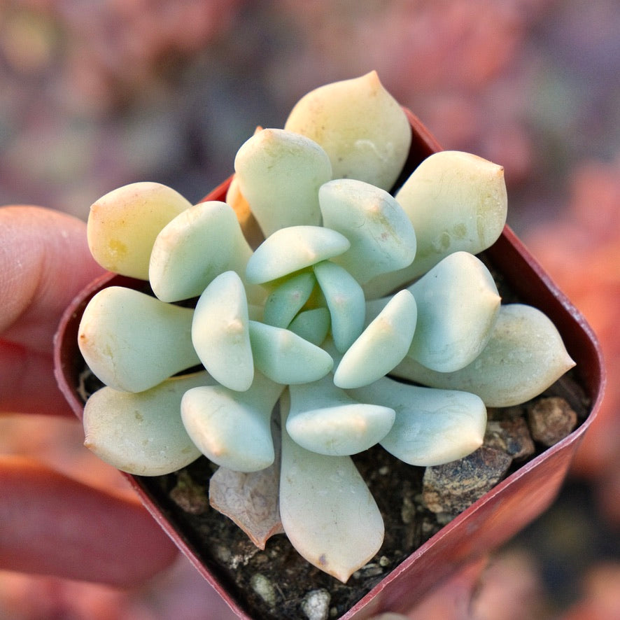 Graptoveria Moonglow Succulent Plant