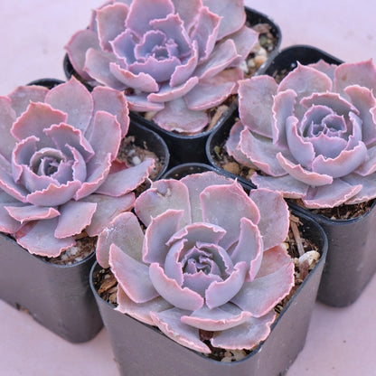 Echeveria shaviana Pink Frills Succulent Plant