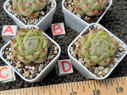 Echeveria Cola Jelly Imported Succulent Plant