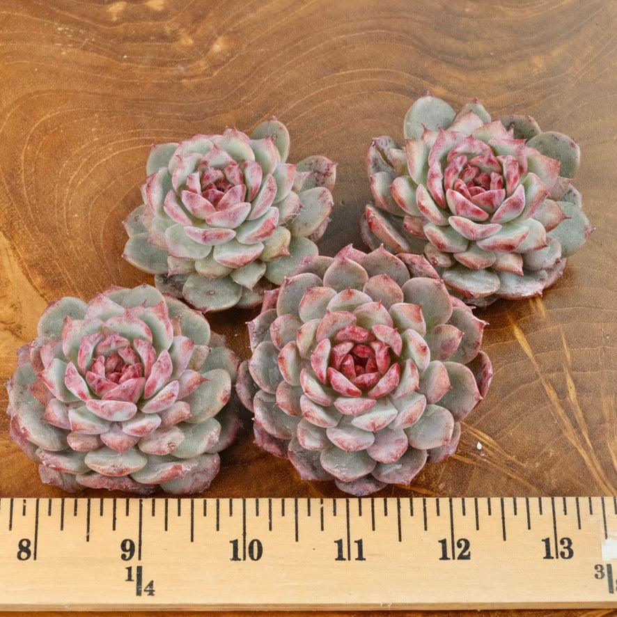 Echeveria Cherry Blossom Korean Succulent Plant Changhee hybrid