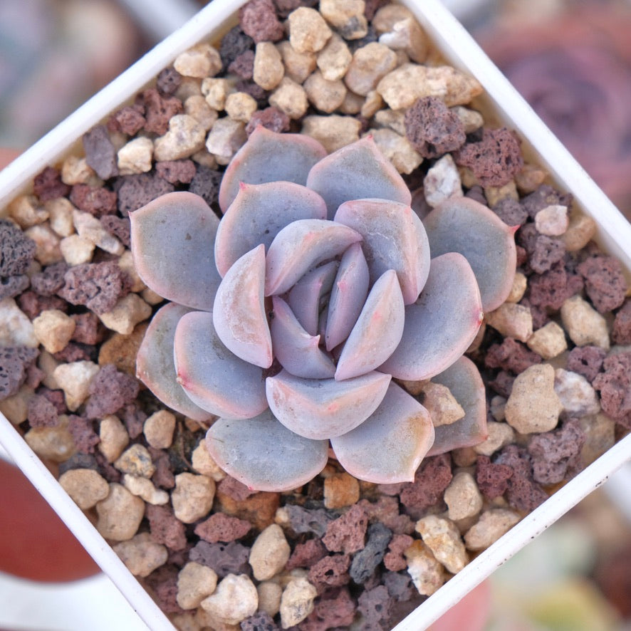 Echeveria Orion Succulent Plant