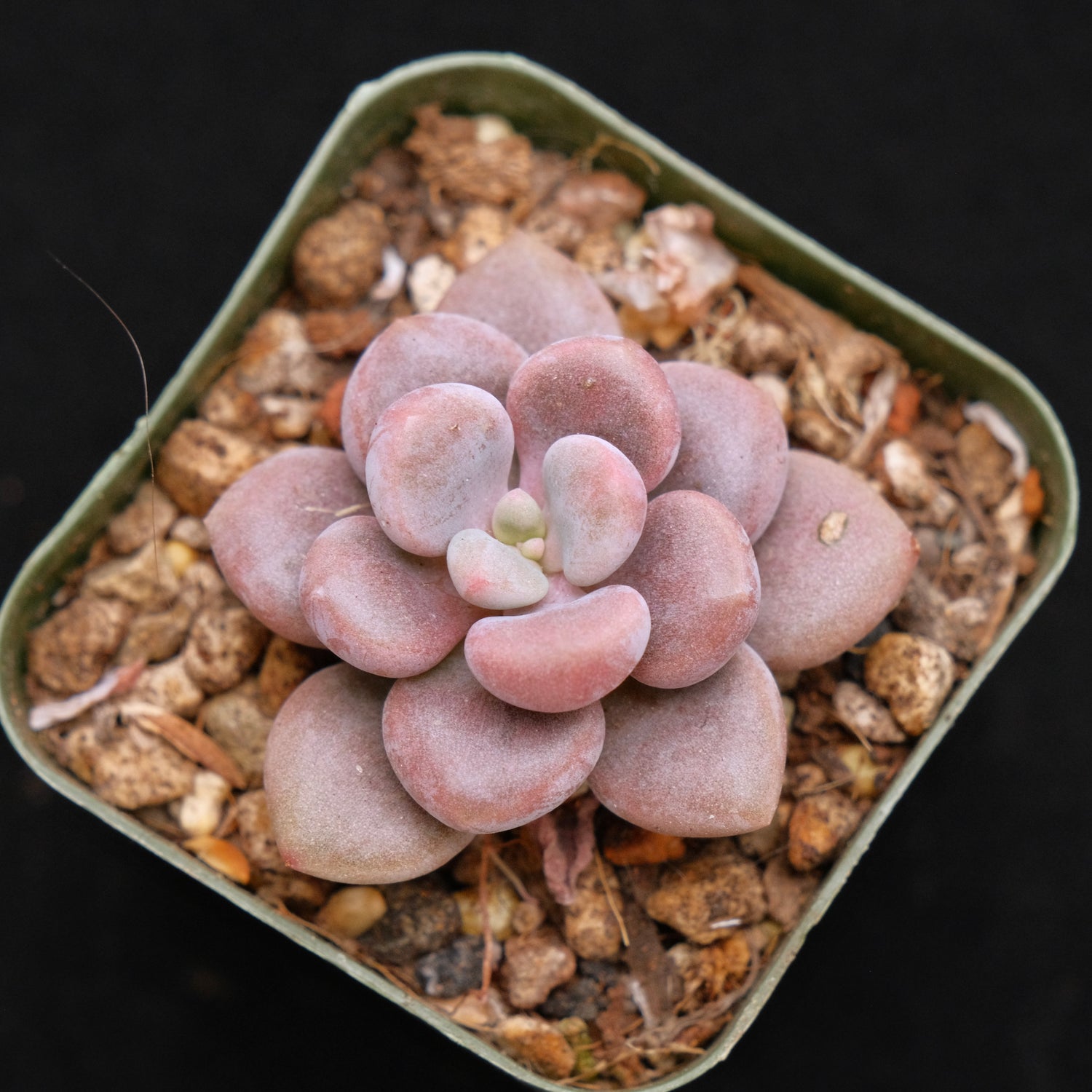 Graptosedum Indian Pink Baby Korean Succulent Plant