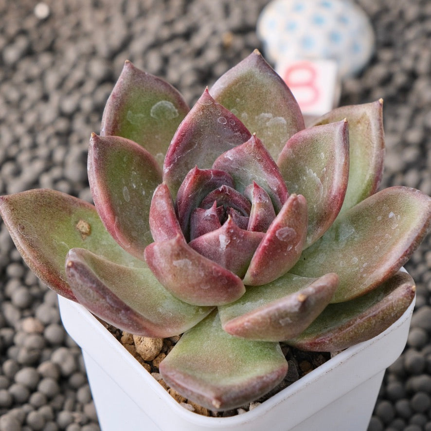 Echeveria Moila Korean Succulent Plant New Hybrid