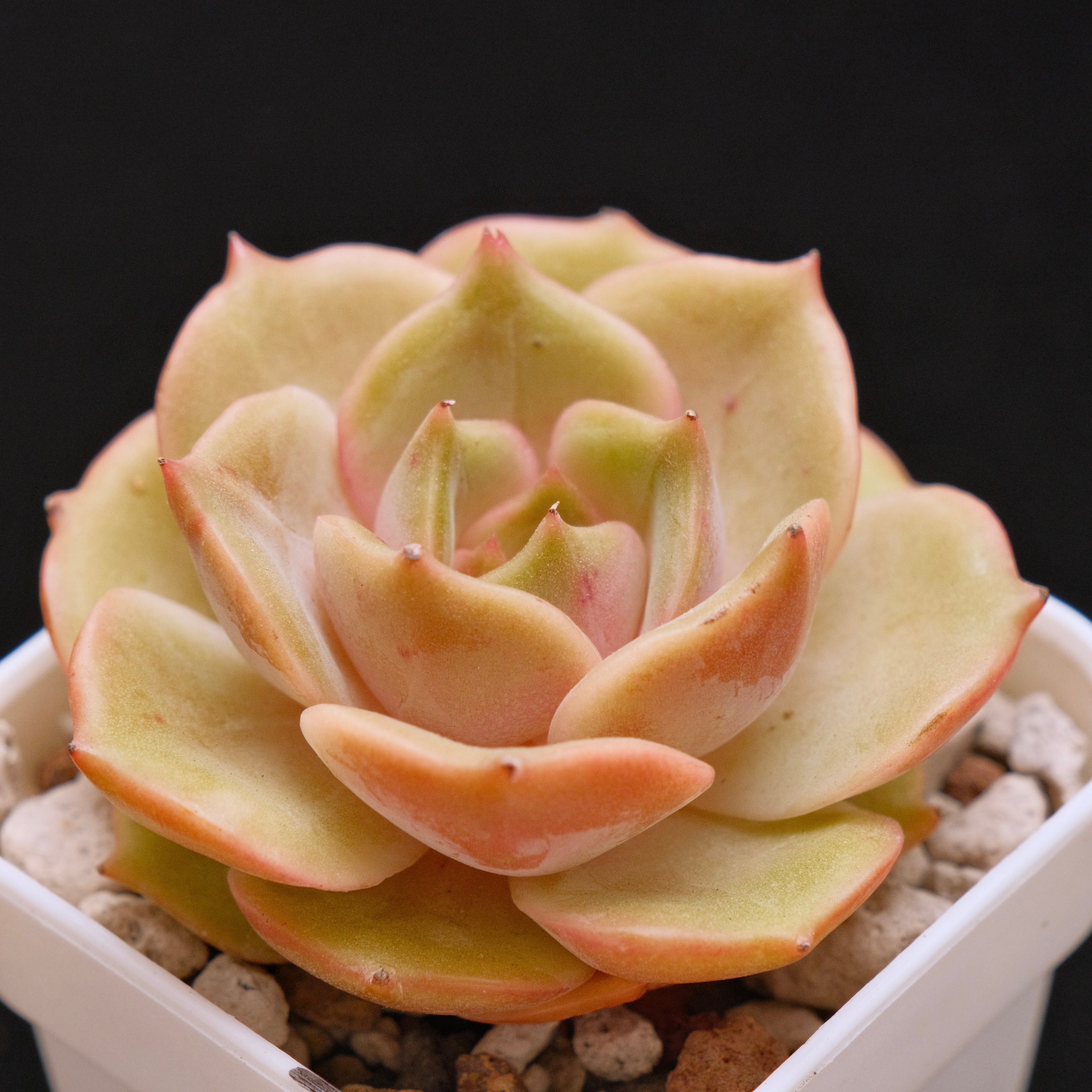 Echeveria Angelina Korean Succulent Plant *New*