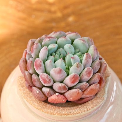 Sedeveria Flower Bouquet Korean Succulent Plant Mam and Sister hybrid