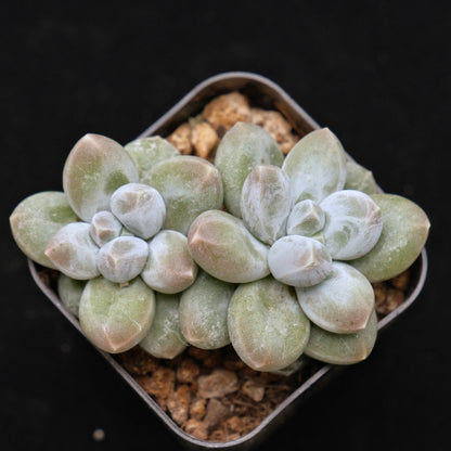 Pachyphytum Fresh Ball Korean Succulent Plant