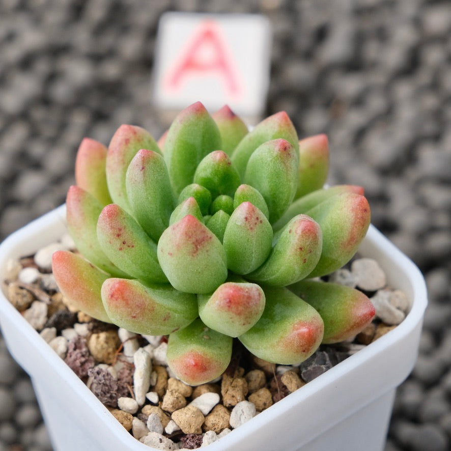 Sedeveria Attractive Korean Succulent Plant Mam and Sister Hybrid