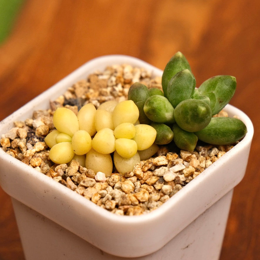 Variegated Pachyphytum compactum Imported Succulent Plant