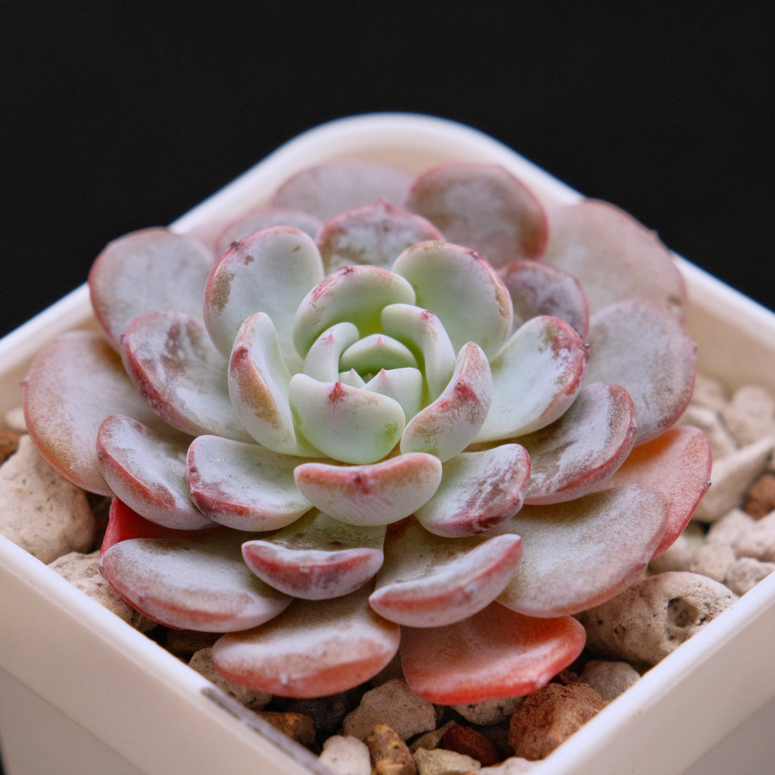 Echeveria Raffine Korean Succulent Plant aka Lapine