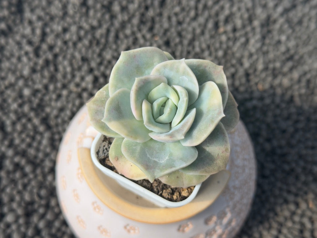 Variegated Graptoveria Lovely Rose Imported Succulent Plant