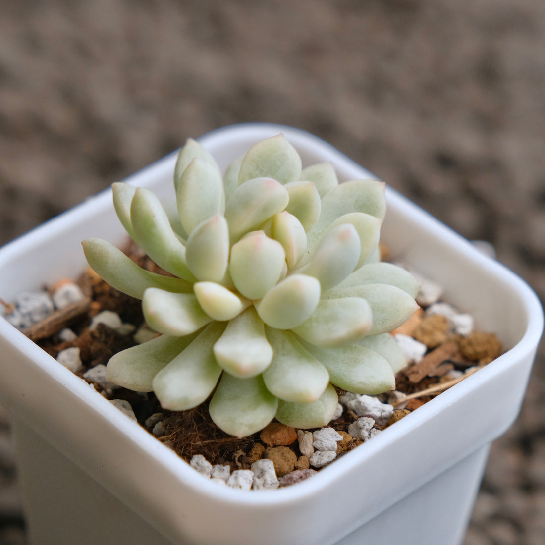 Variegated Graptoveria Pearl Bean Imported Succulent Plant - B