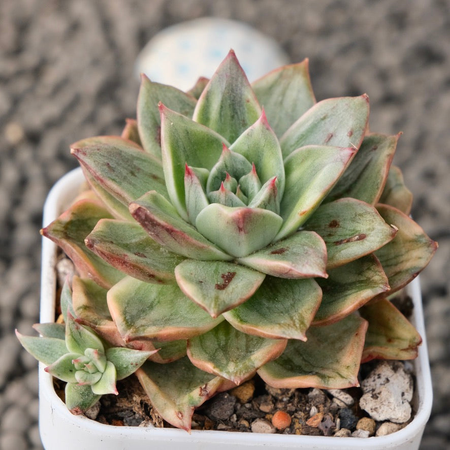 Variegated Echeveria Leopard Korean Succulent Plant