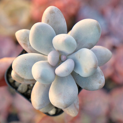 Graptophytum Royal Pretty Korean Succulent Plant Air Magic hybrid