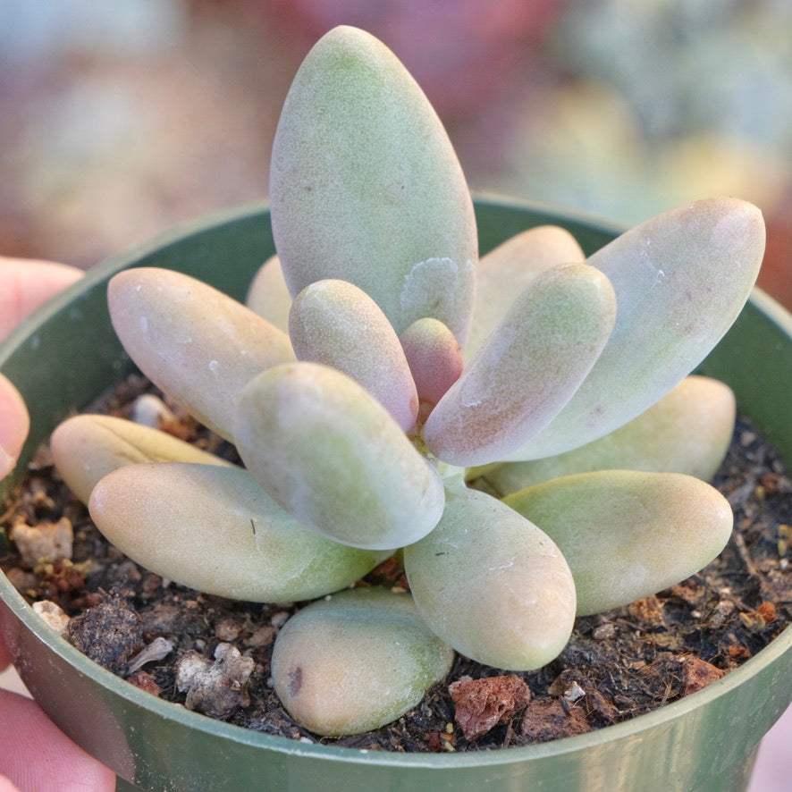 Pachyphytum fittkaui Succulent Plant