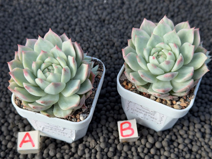 Variegated Echeveria Tippy Korean Succulent Plant