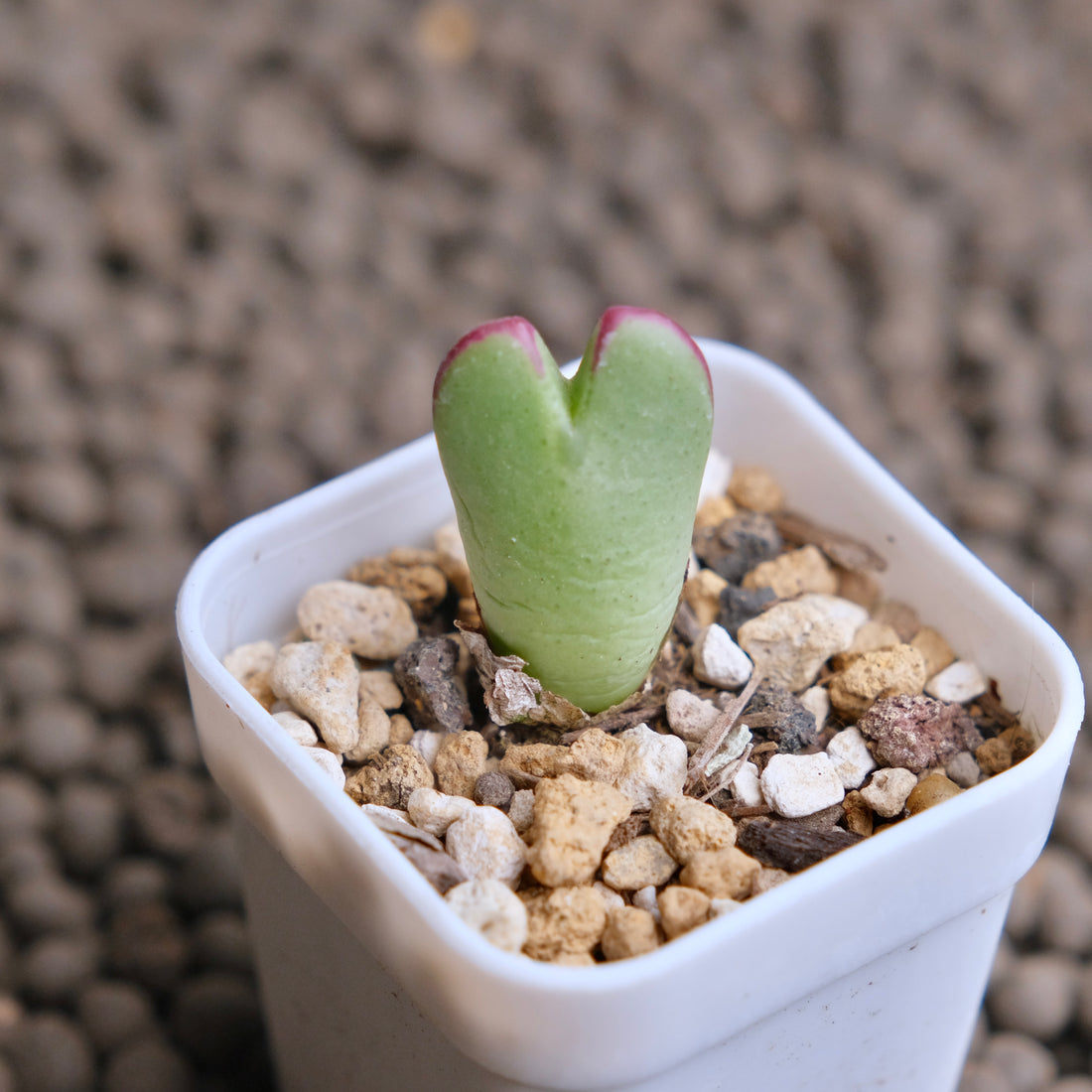 Conophytum antonii Imported Succulent Plant - random