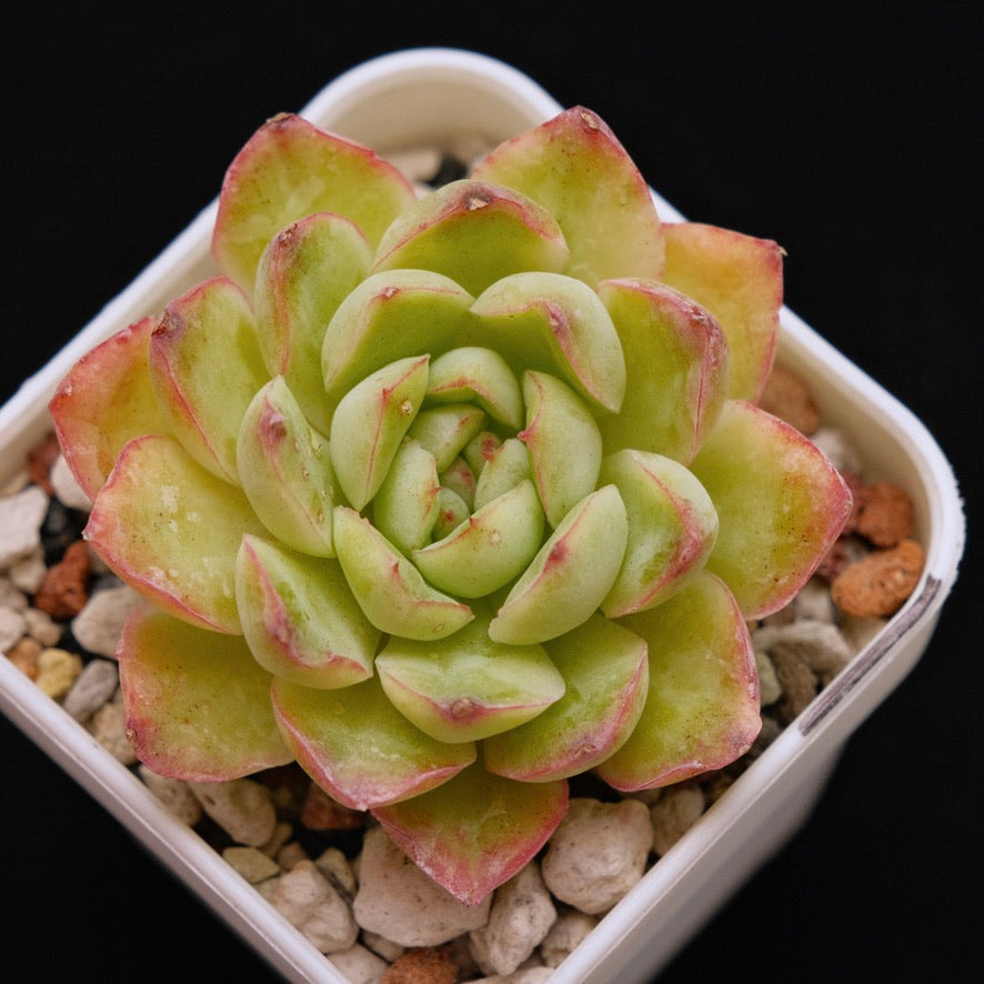 Variegated Echeveria Spring Day Korean Succulent Plant *New*