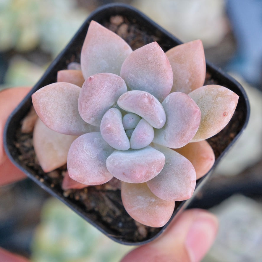 Graptoveria Opalina Succulent Plant