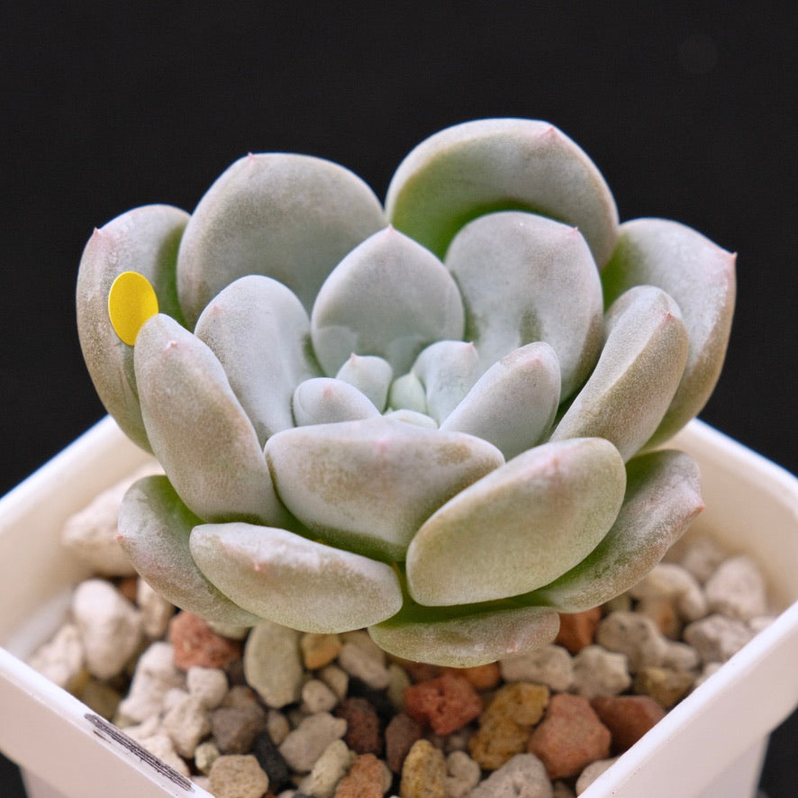 Pachyveria Gold Candy Korean Succulent Plant *New*