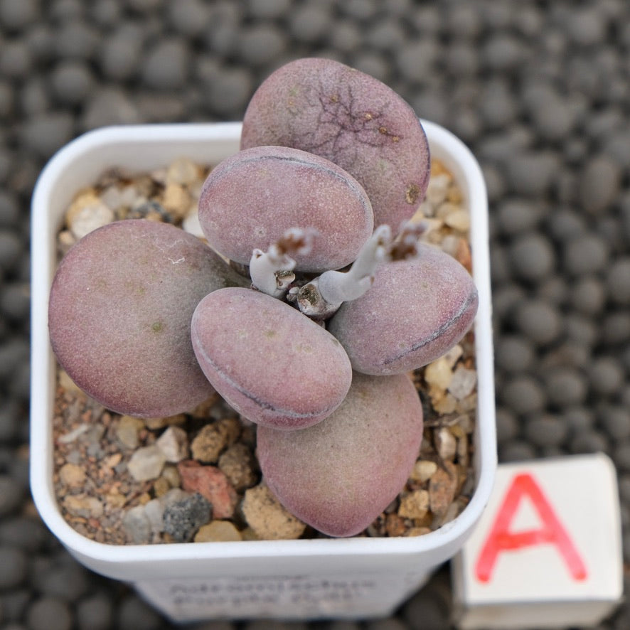 Adromischus Purple Ball Imported Succulent Plant