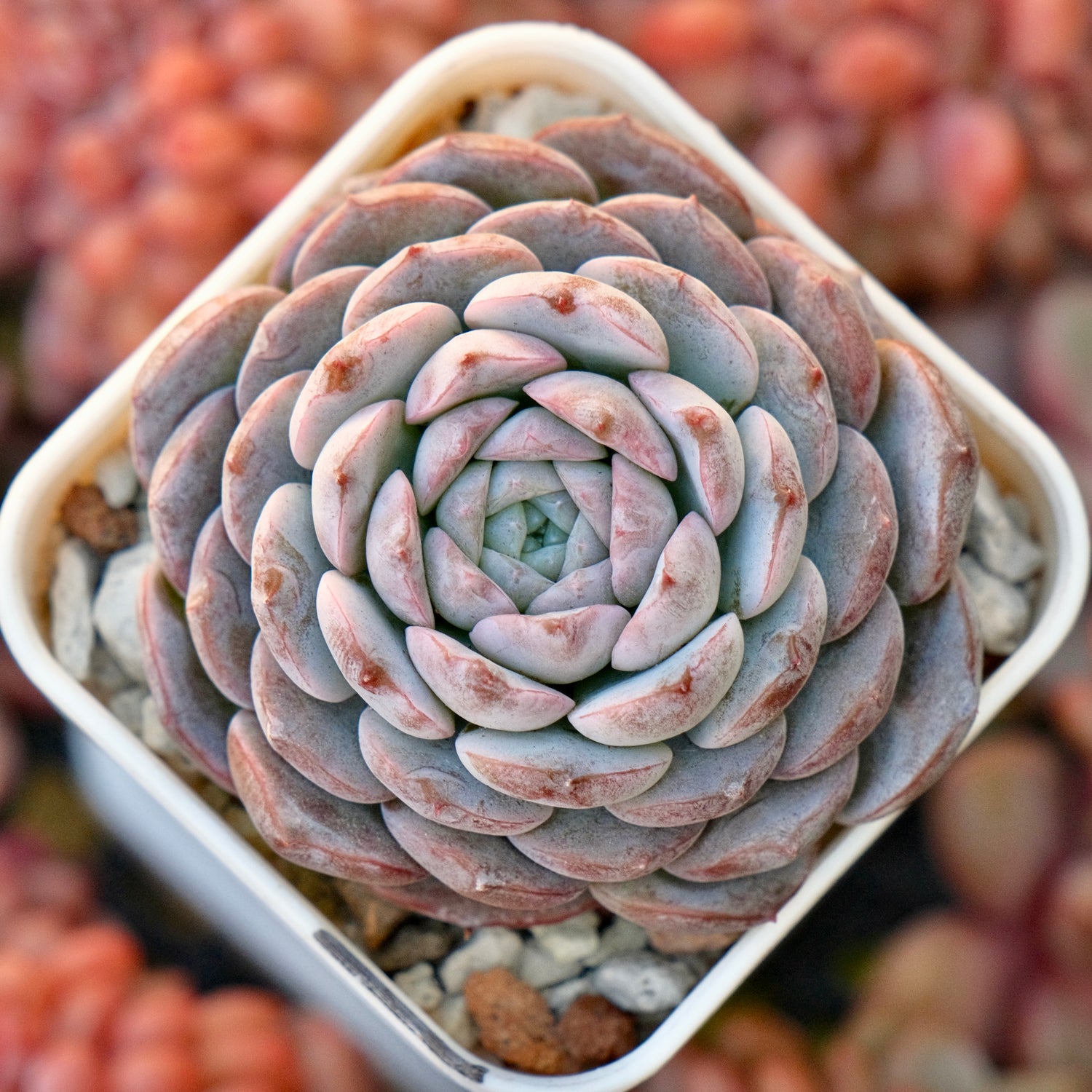 Echeveria Purple Rain Korean Succulent Plant *New*